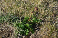 Cnidium cnidiifolium