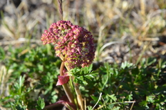 Cnidium cnidiifolium