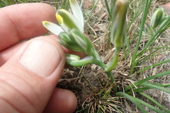 Albuca humilis