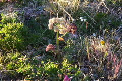 Cnidium cnidiifolium