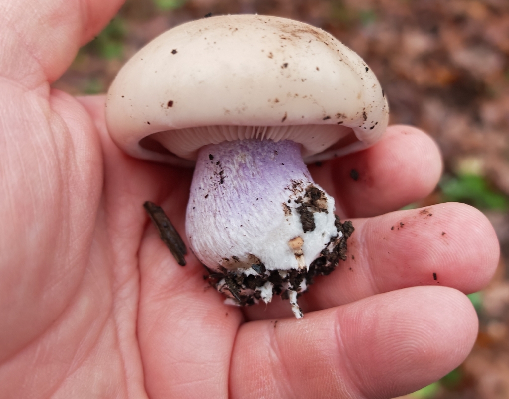 Collybia personata · November 2025 · photo: © p_andrey (iNaturalist, cc-by-nc)