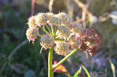 Cnidium cnidiifolium