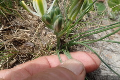 Albuca humilis