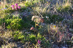 Cnidium cnidiifolium