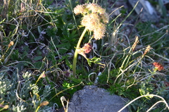 Cnidium cnidiifolium