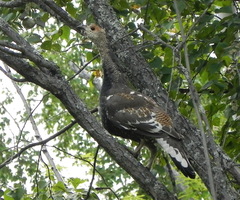 Tetrao urogalloides kamtschaticus
