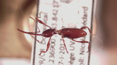 Hammatostylus argala