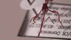 Hammatostylus argala