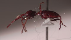 Hammatostylus argala