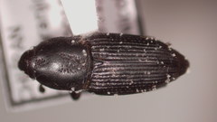 Dryophthorinae