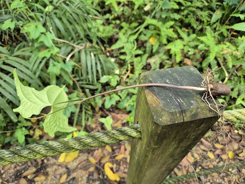 Zanzibar Yam (Dioscorea sansibarensis)