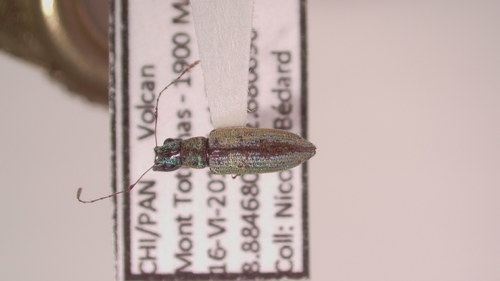 Macrostylus image