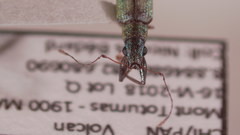 Macrostylus tenuicornis