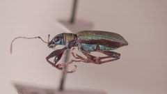 Macrostylus tenuicornis