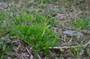 Artemisia arctica ehrendorferi - Photo (c) Игорь Поспелов, some rights reserved (CC BY-NC), uploaded by Игорь Поспелов