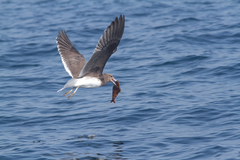 Ichthyaetus hemprichii
