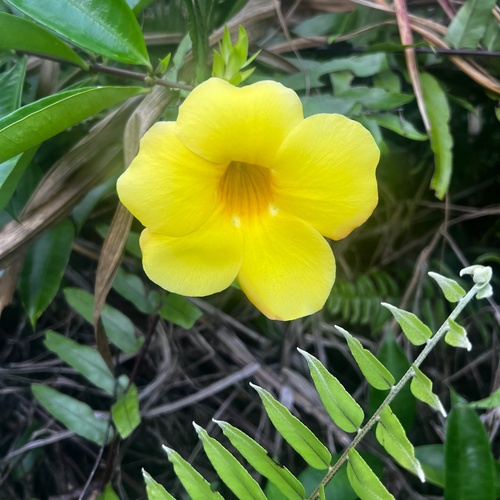 Allamanda cathartica observed 2025-11-20
