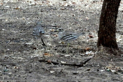 Burhinus indicus