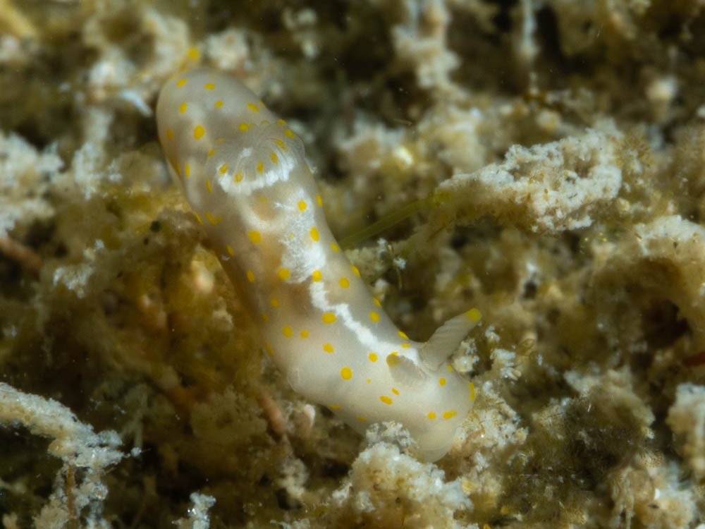 Gymnodoris suggens