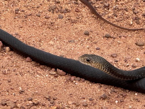 Lesser Black Whipsnake sighting