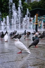 Columba livia domestica