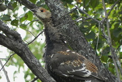 Tetrao urogalloides kamtschaticus