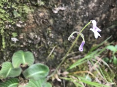 Streptocarpus confusus
