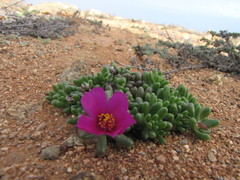Portulaca philippii