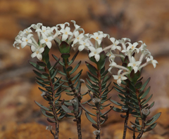 Pimelea brevifolia