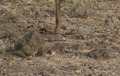 Alectoris melanocephala