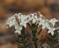 Pimelea brevifolia