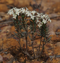 Pimelea brevifolia