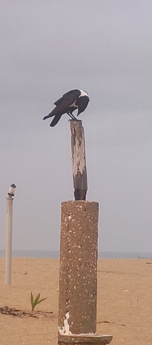 Pied Crow