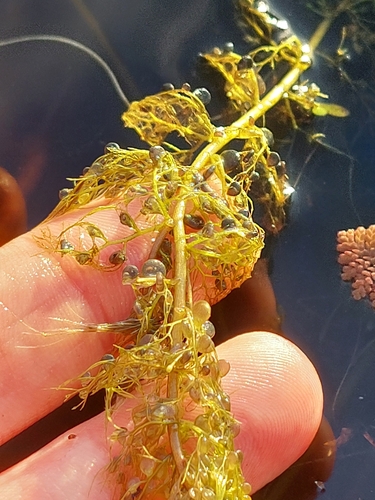 Yellow bladderwort (Utricularia australis)