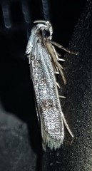 Scatochresis innumera
