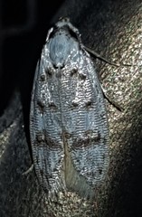 Scatochresis innumera