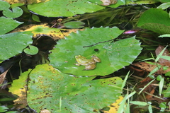 Euphlyctis hexadactyla