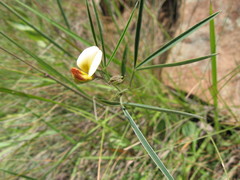 Argyrolobium harveyanum