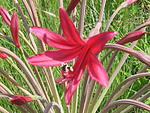 Brunsvigia undulata