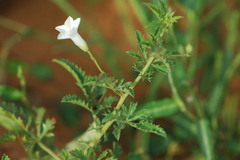 Ipomoea coptica image