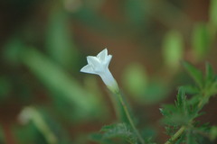 Ipomoea coptica image