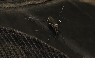 Unknown species found near Forest Hills, Queens, NY, USA