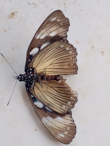 Variable Diadem