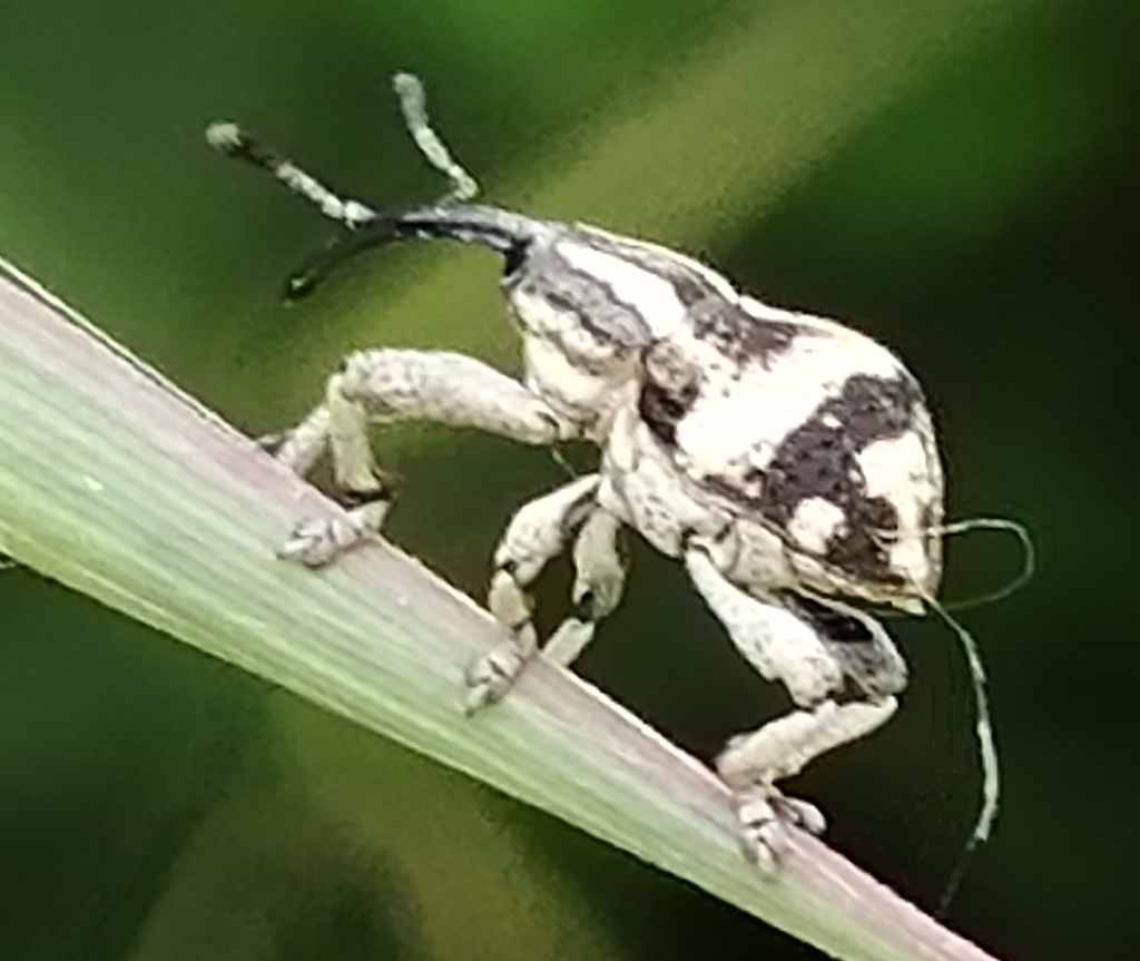 Ergania