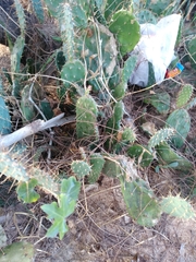 Opuntia elatior