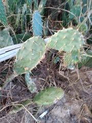 Opuntia elatior