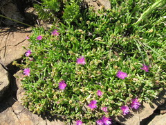 Delosperma lavisiae