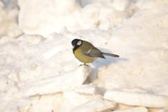 Parus major