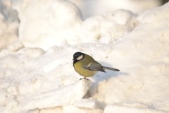 Parus major