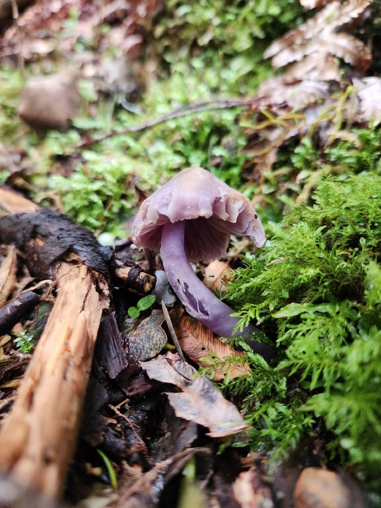 Porpolomopsis lewelliniae · November 2025 · photo: © archie_tarn (iNaturalist, cc-by)